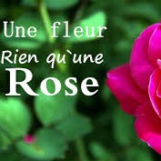 Une Fleur rien qu'une rose - Song Lyrics and Music by Crazy Horse ...