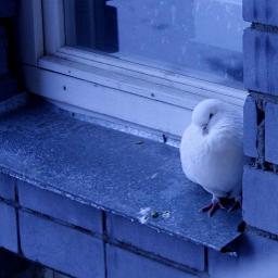 Одинокий голубь на карнизе за окном оригинал