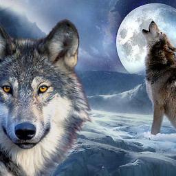 Wolf - Song Lyrics and Music by First Aid Kit arranged by xXRindesuXx ...