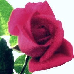 Roses Will Bloom Again Song Lyrics and Music by Jeff and Sheri Easter