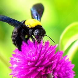 Lirik lagu bunga dan kumbang