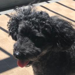 魔法の花 日本語版 塔の上のラプンツェル Song Lyrics And Music By ディズニー Arranged By Inoueyuji On Smule Social Singing App 魔法の花 日本語版 塔の上のラプンツェル Song Lyrics And Music By ディズニー Arranged By Inoueyuji On Smule Social Singing App