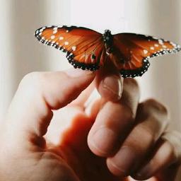 Terbanglah tinggi butterfly kesabaran