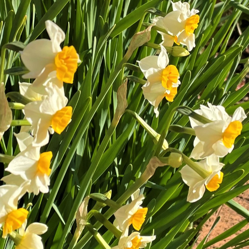 Seven Daffodils(Sax&class.🎸) Song Lyrics and Music by Brothers Four