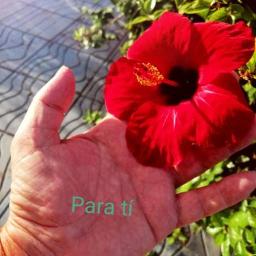 Pequeña flor - Song Lyrics and Music by José Guardiola arranged by  ToniDM_02032016 on Smule Social Singing app