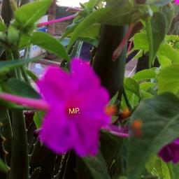 Pequeña flor - Song Lyrics and Music by José Guardiola arranged by  ToniDM_02032016 on Smule Social Singing app